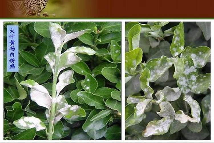 园林植物怎么防治病害？