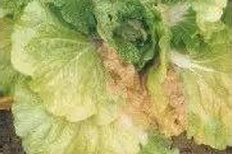 蔬菜黄叶是什么原因，如何解决春季蔬菜黄叶？