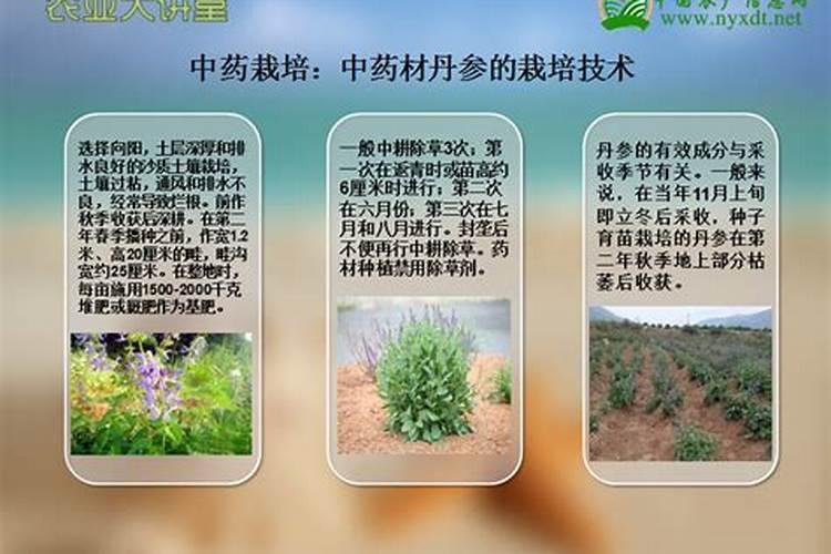 中药材急性子栽培技术及效益分析：绿色未来的农业新选择