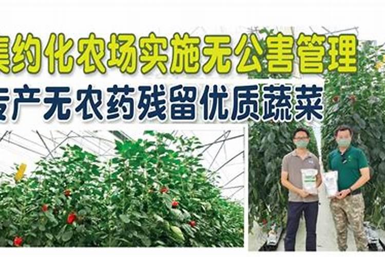 无农药即无公害？深入探讨农产品的真正安全之道