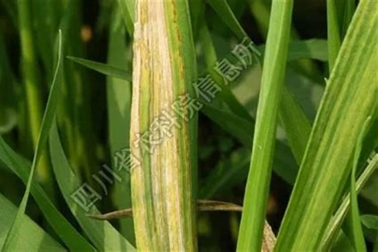 什么是大麦黄花叶病？应该如何防治？