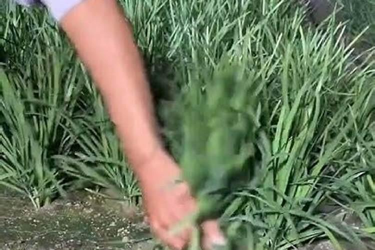 早春温室韭菜收割：掌握关键要点，确保丰收