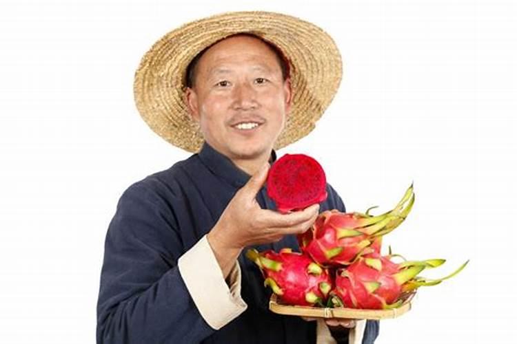 抗击火龙果腐烂病：策略与实践
