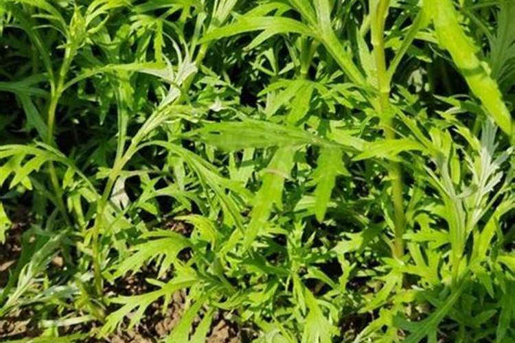 芦蒿的栽培与管理技术