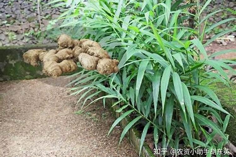 生姜在生长期主要有哪些病虫害？