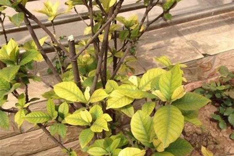 栀子花黄叶掉蕾原因及对应办法？
