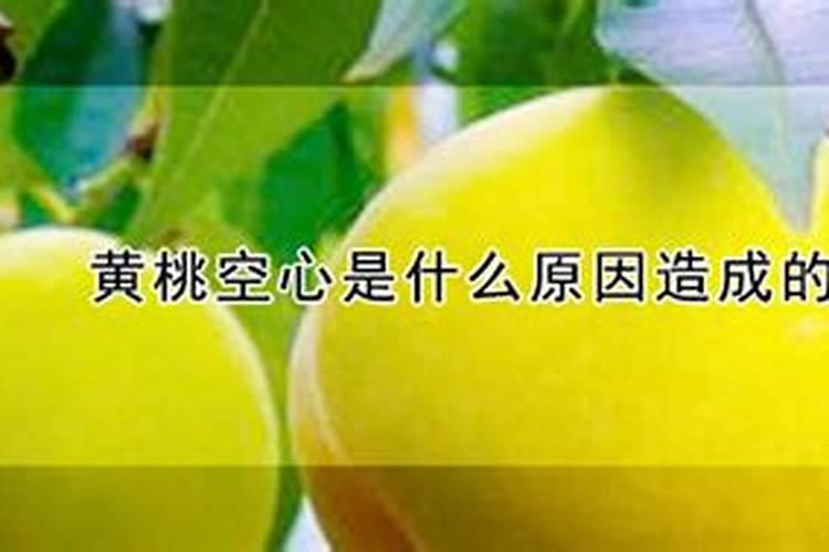黄桃空心是什么原因造成的？