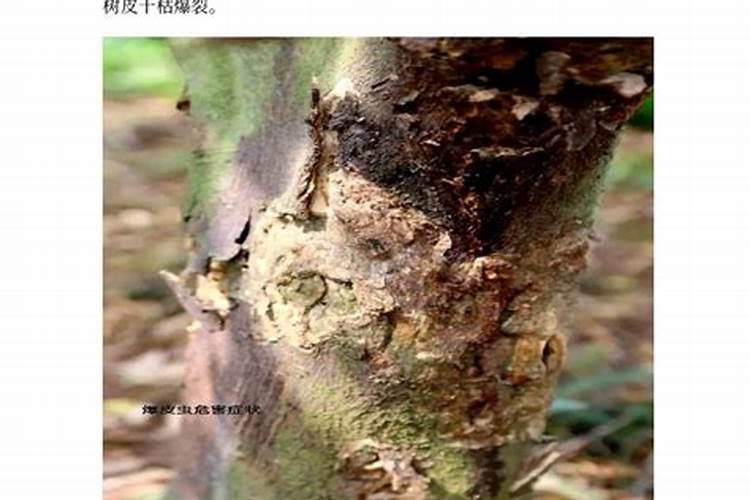 柑橘吉丁虫的特征、危害和防治方法？