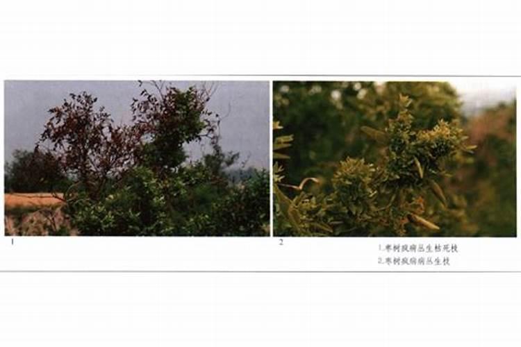 抗击枣树疯病：策略与实践
