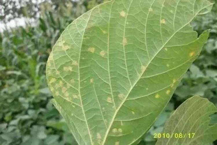 大豆灰霉病发病症状，大豆灰霉病的症状识别？