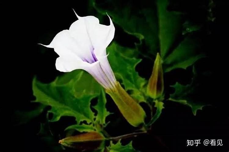 家里为什么不能种曼陀罗花，原因是什么？