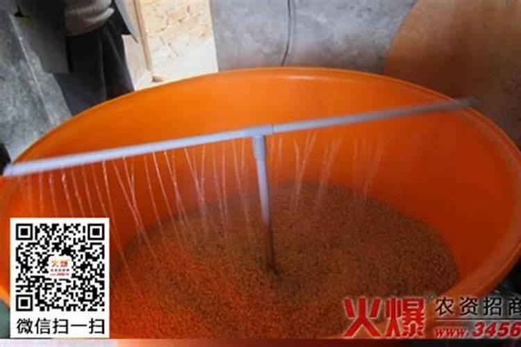 水稻育秧：掌握种子消毒的关键步骤