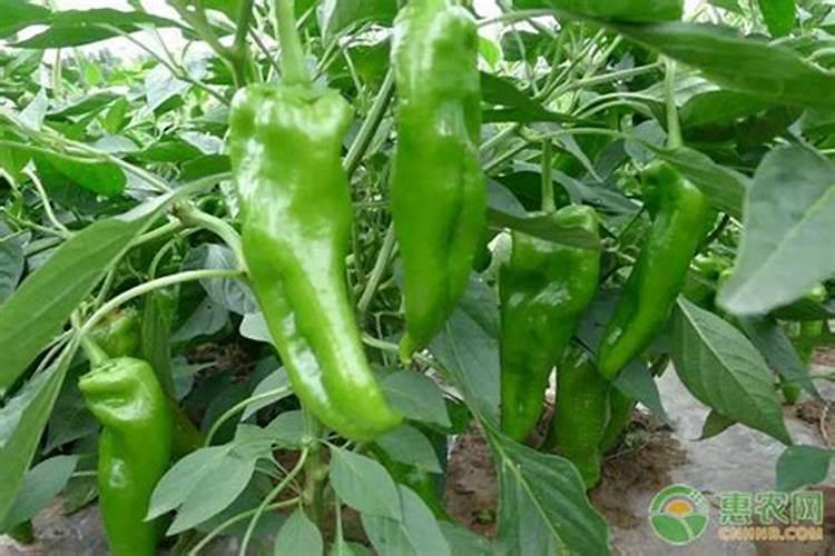 辣椒落花落果是什么原因？