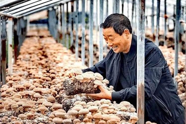 提升食用菌产量与品质：后期追肥的关键策略