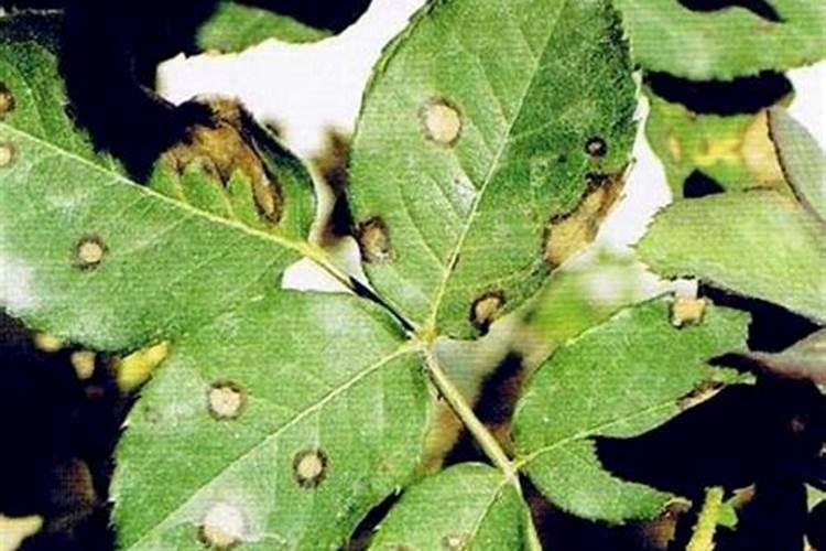 霸王花炭疽病的药剂防治策略：从识别到治疗