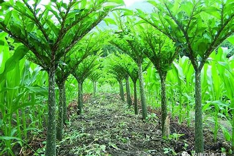 揭秘高效农业：种植魔芋的中后期管理技术全攻略