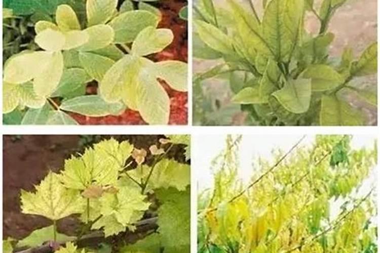 芹菜缺锌有什么发病症状？