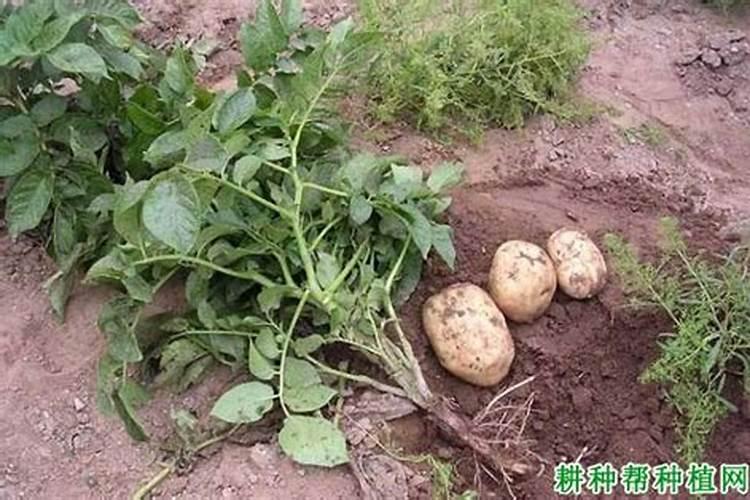马铃薯退化是何原因造成的？