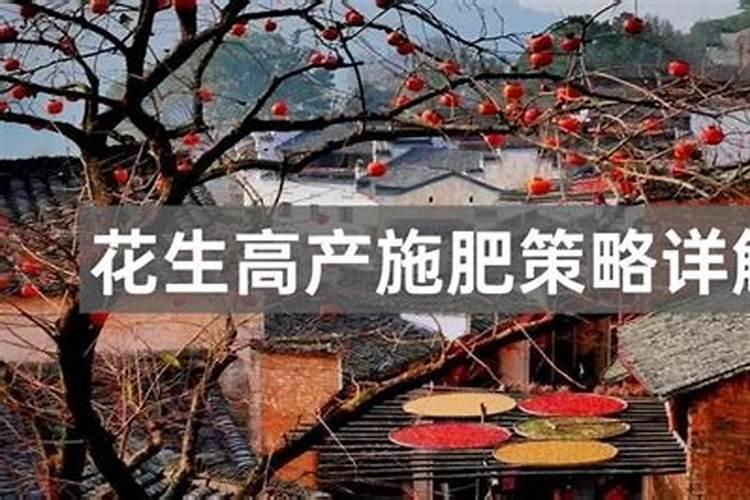 花生空壳防治：科学施肥策略详解