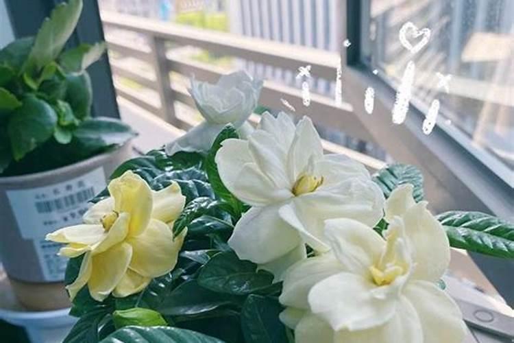 养栀子花不黄叶的方法，栀子花黄叶的预防及解决办法？