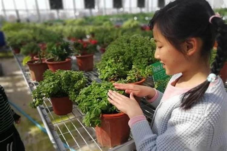 探索药用花卉的奥秘与栽培技巧