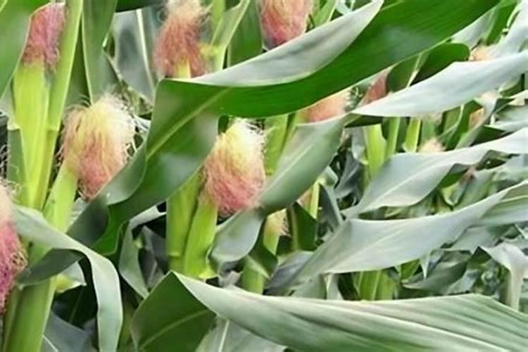 玉米授粉期施药：权衡利弊与产量之关系