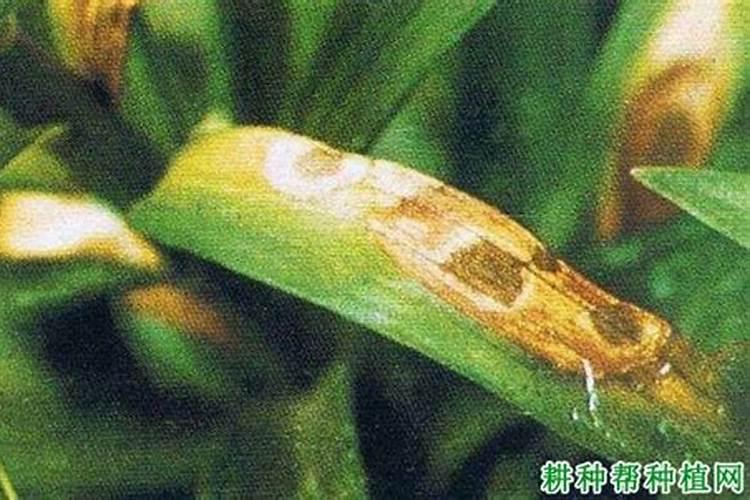 百合叶枯病防治：关键用药注意事项解析