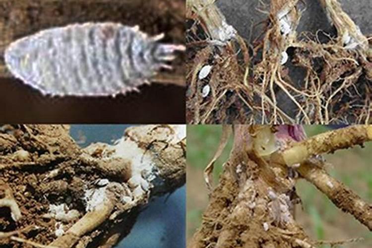 玉米苗期注意防治耕葵粉蚧