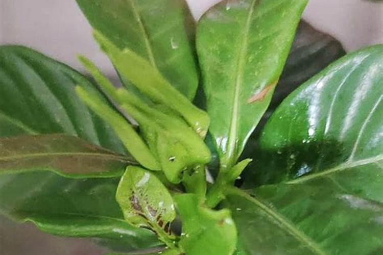 栀子花有虫怎么办：解决与预防的全面指南？