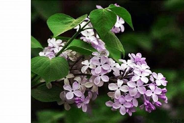 揭秘丁香催花技术：花开富贵的秘密