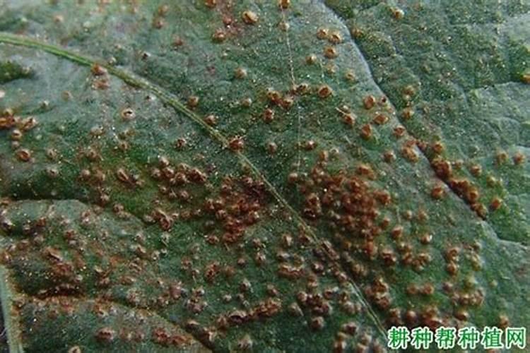 豆角锈病的克星：特效农药一览