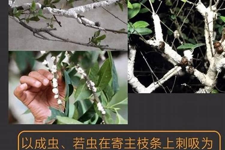 李子树蚧壳虫防治攻略：从识别到根治的全面手册