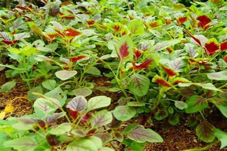 秋季延后种植苋菜,种植苋菜要注意什么？