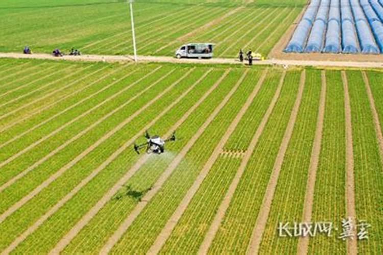 冬小麦追肥全攻略：精准施肥，助力丰收