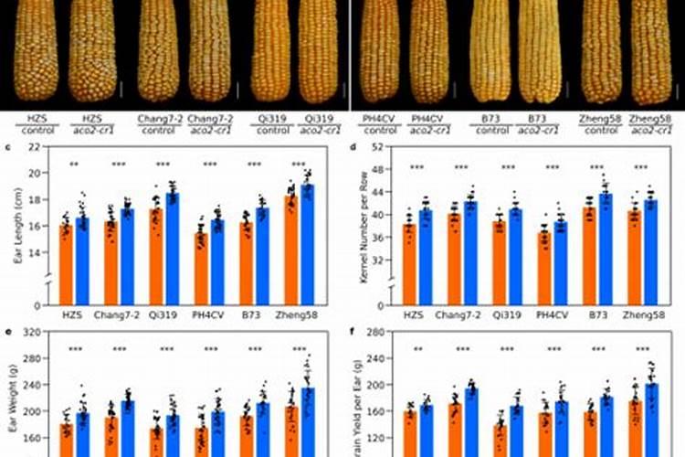 玉米产量评估：科学方法与实践？