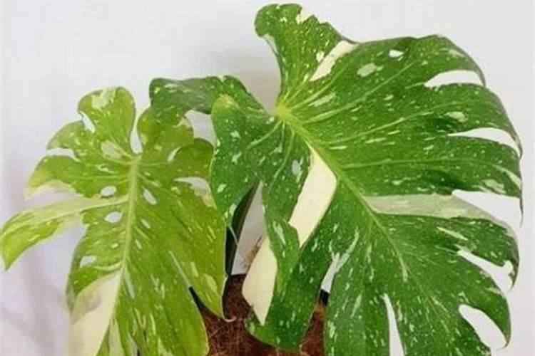 水培龟背竹用什么肥料？