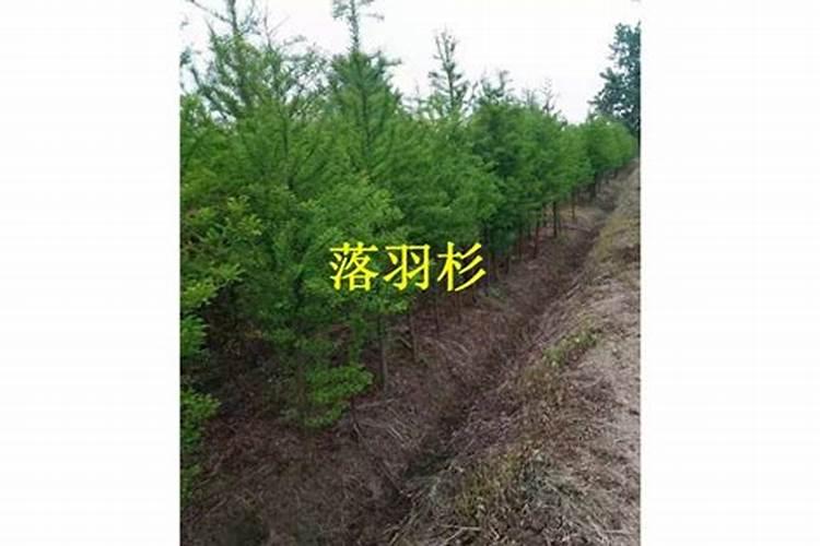 生命延续的奇迹：探索红豆杉的无性繁殖之旅