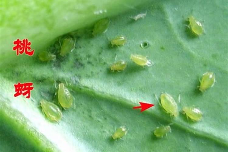 守护绿色宝库：大棚茄子物理防控蚜虫的智慧策略