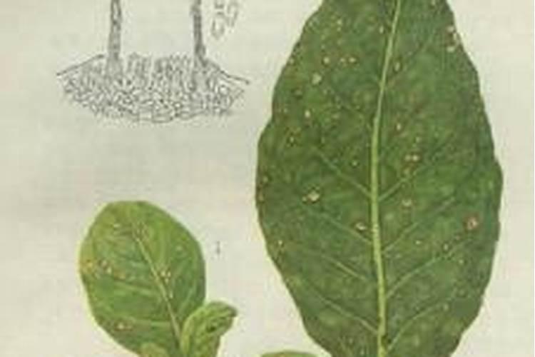 战胜烟草炭疽病：策略与药剂的科学运用