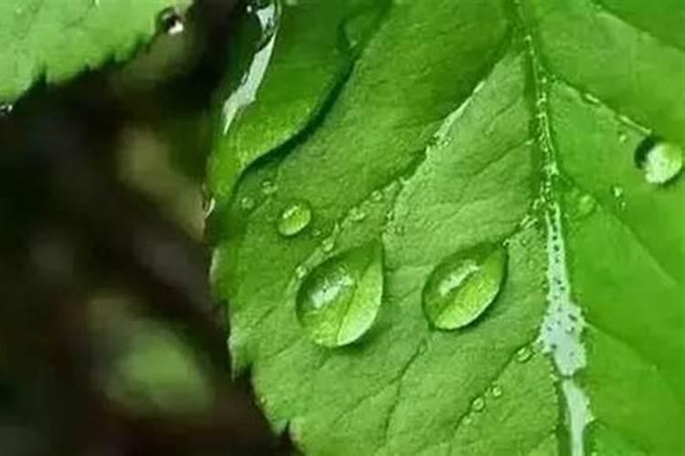 海藻叶面肥什么时候用最好用？