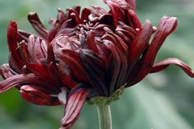 菊花枯萎病的防治：园艺守护者的指南