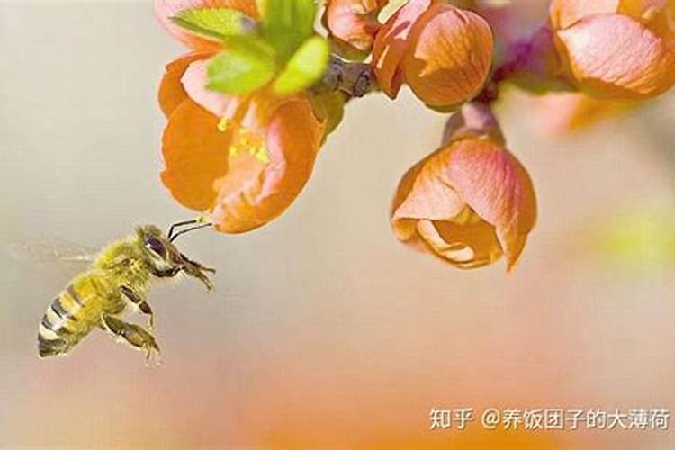 冬季熊蜂授粉：掌握关键注意事项确保成功