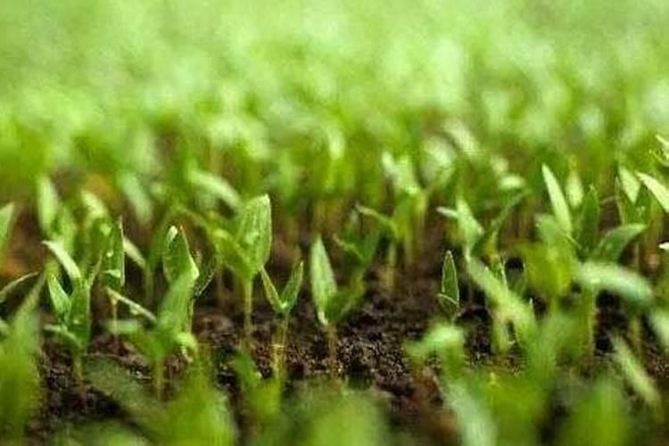 设施蔬菜应用有机肥替代化肥技术指导意见