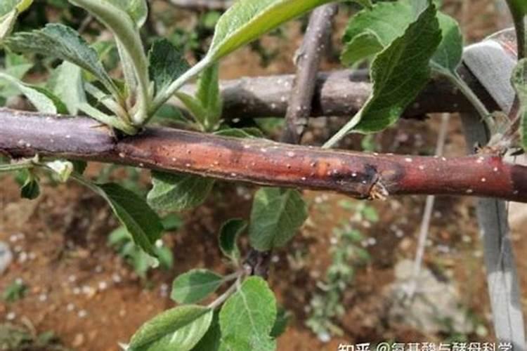 综合防治苹果树腐烂病