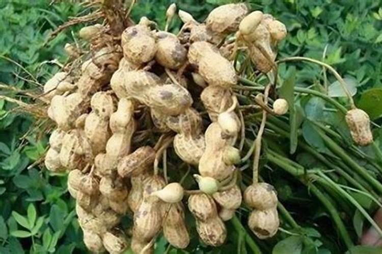 花生的主要病虫害有哪些？