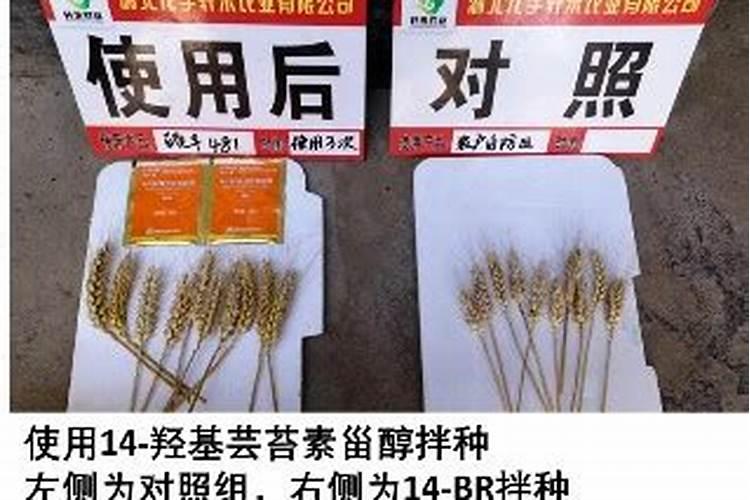 磷酸二氢钾或硕丰481能解除阔极药害吗？