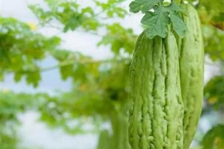 苦瓜的生态习性与种植技巧