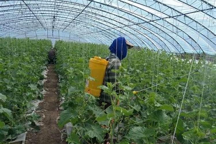 温室大棚甜瓜种植技术