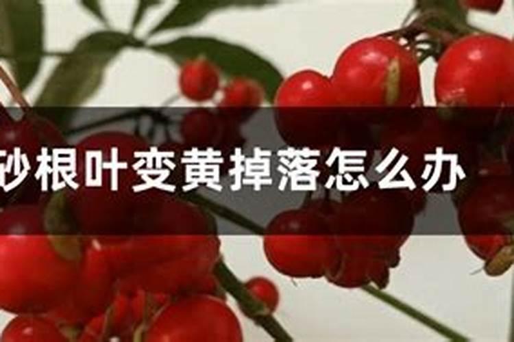 朱砂根叶变黄掉落怎么解决，怎么处理？