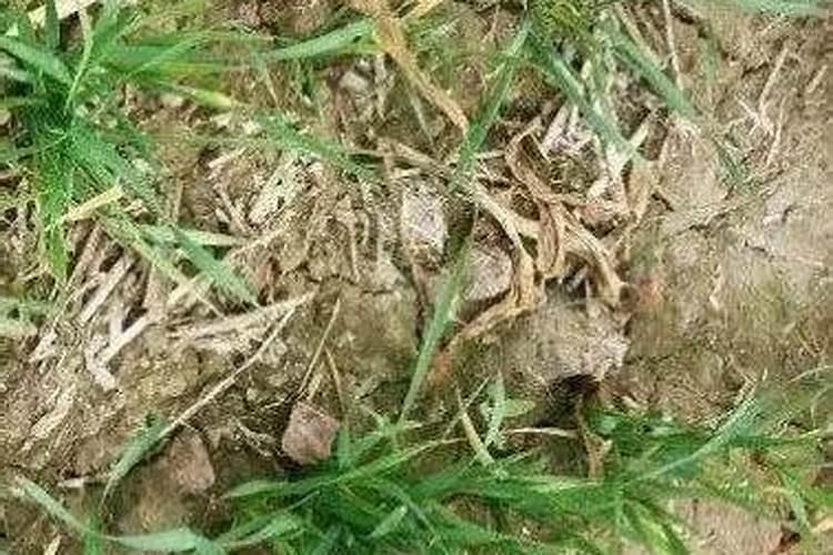 小麦冬春死苗：原因剖析与防治策略